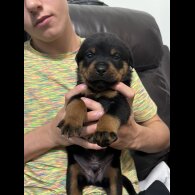 Rottweiler - Dogs