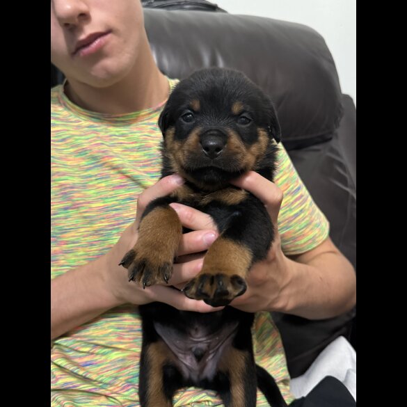 Rottweiler - Dogs
