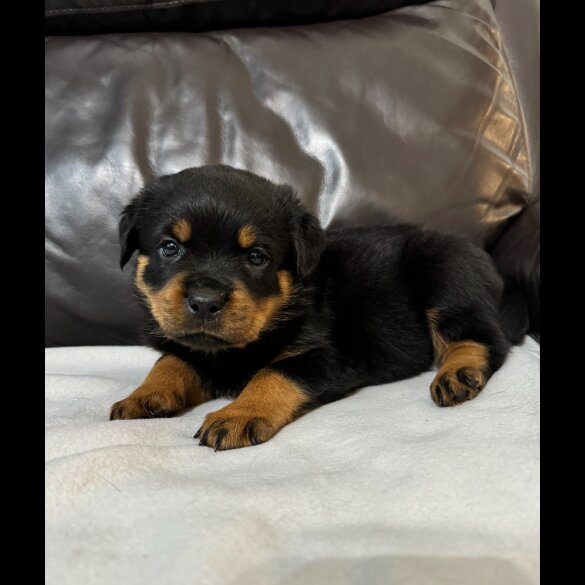 Rottweiler - Dogs
