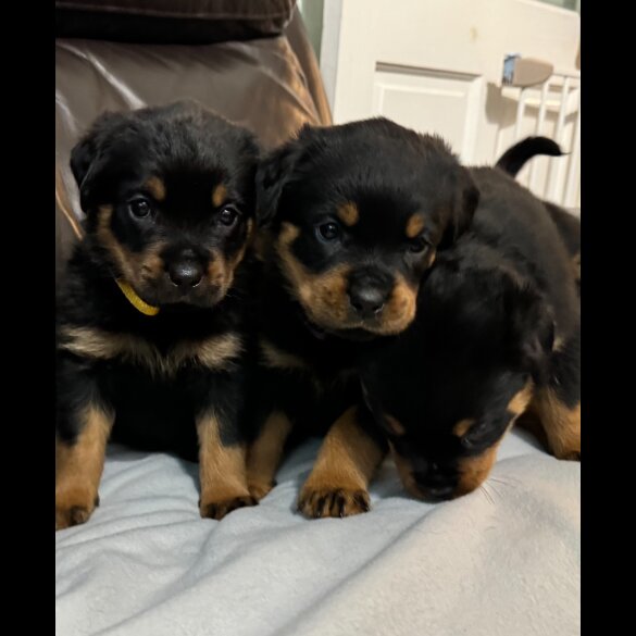 Rottweiler - Dogs