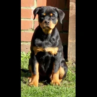 Rottweiler - Bitches