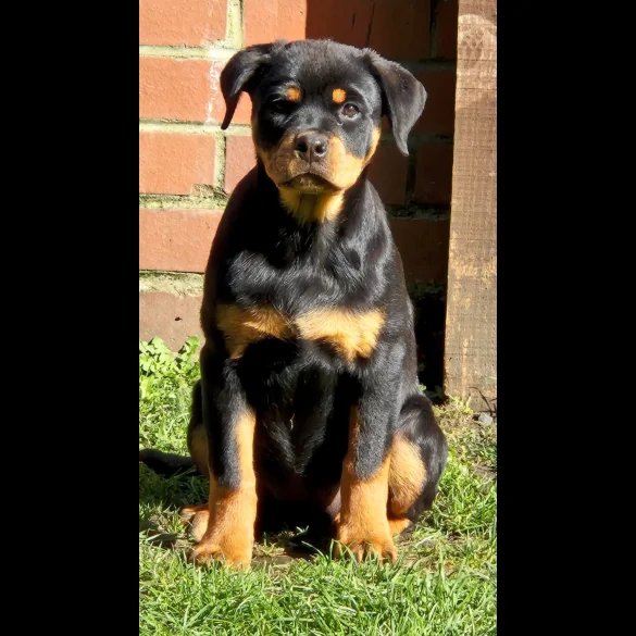 Rottweiler - Bitches