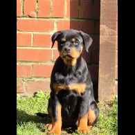 Rottweiler - Bitches