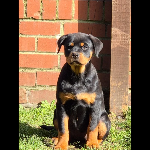 Rottweiler - Bitches