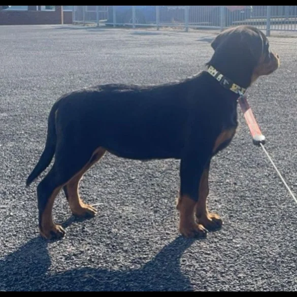 Rottweiler - Bitches