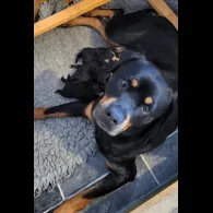 Rottweiler - Bitches