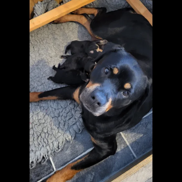 Rottweiler - Bitches