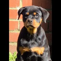 Rottweiler - Bitches