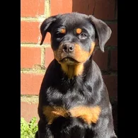 Rottweiler - Bitches