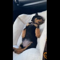 Rottweiler - Both