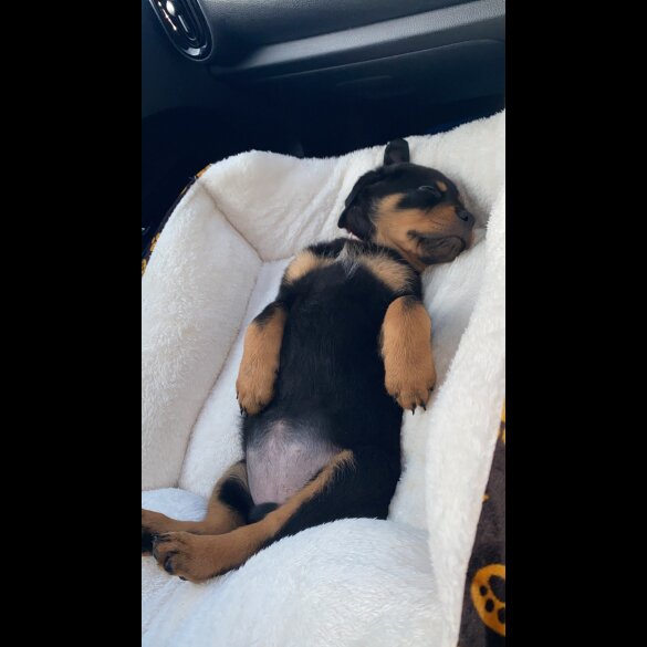 Rottweiler - Both