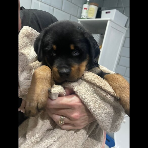Rottweiler - Both