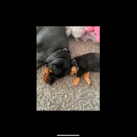 Rottweiler - Both