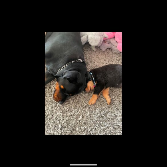 Rottweiler - Both