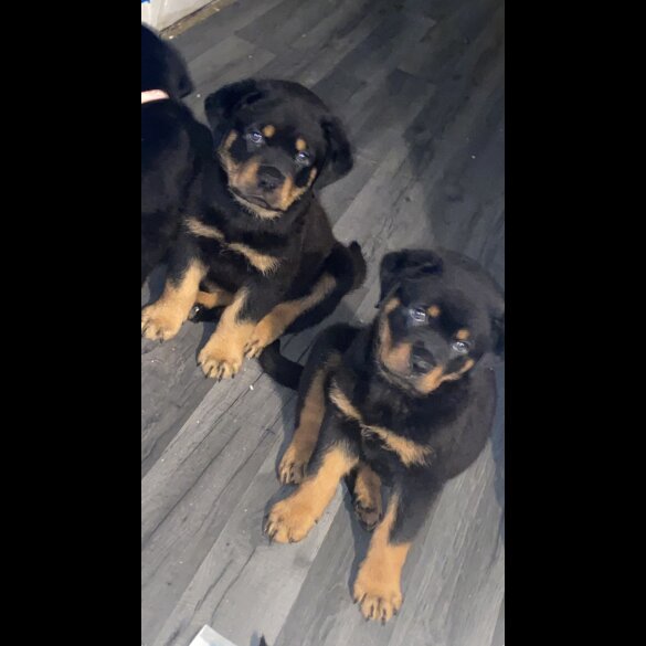 Rottweiler - Both