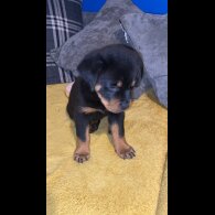 Rottweiler - Both