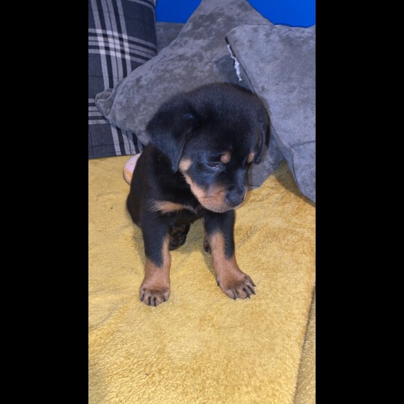 Rottweiler - Both