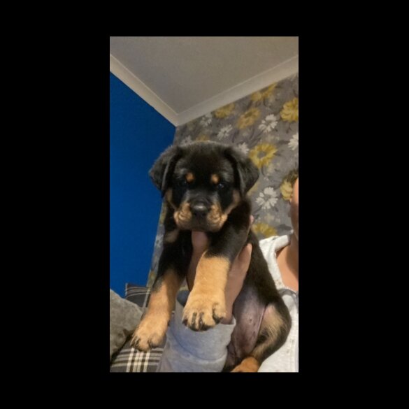 Rottweiler - Both