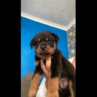 Rottweiler - Both
