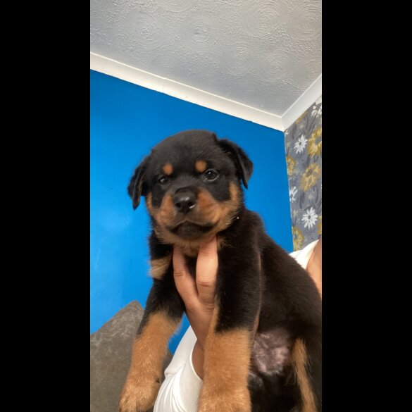 Rottweiler - Both