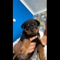 Rottweiler - Both