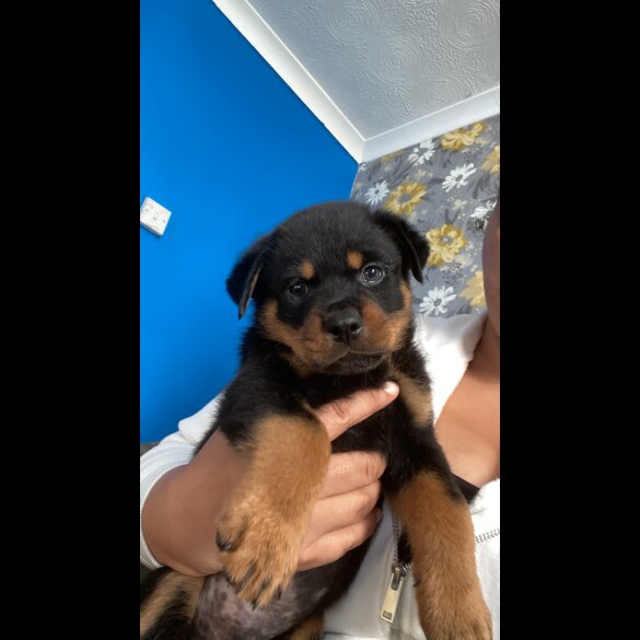 Rottweiler - Both