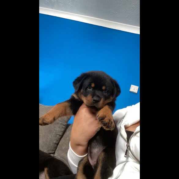 Rottweiler - Both