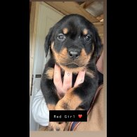 Rottweiler - Both