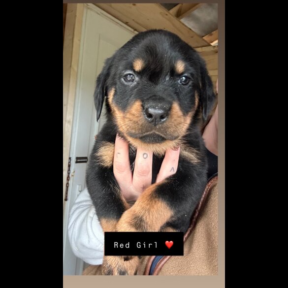 Rottweiler - Both