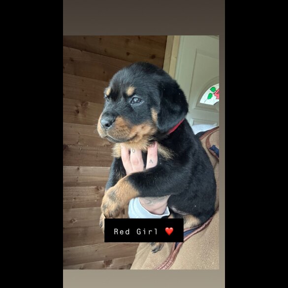 Rottweiler - Both