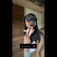 Rottweiler - Both
