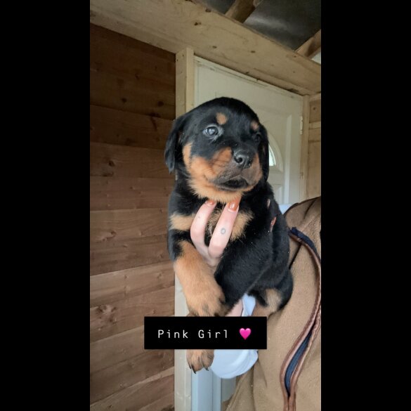 Rottweiler - Both