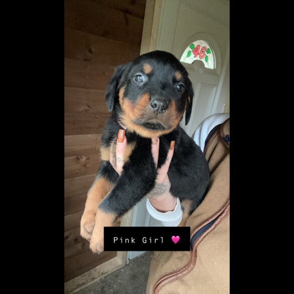 Rottweiler - Both