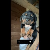 Rottweiler - Both