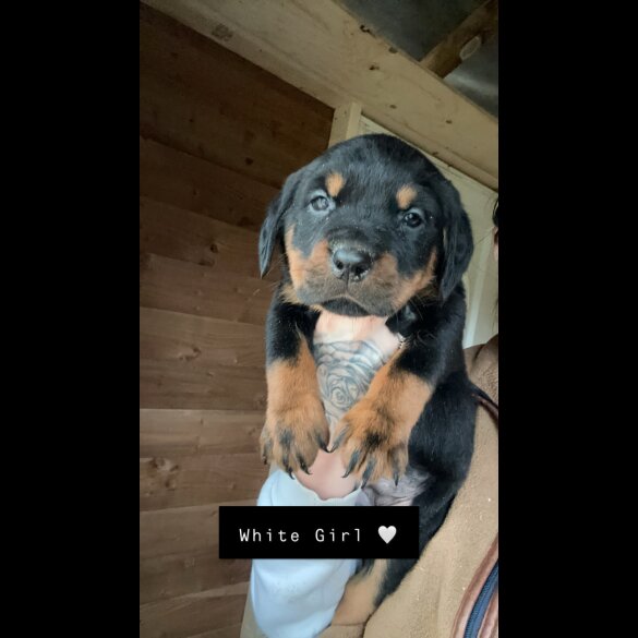 Rottweiler - Both