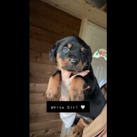 Rottweiler - Both