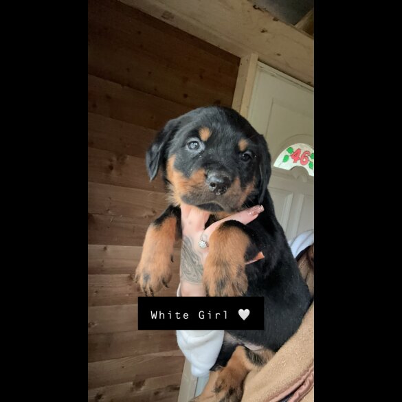 Rottweiler - Both