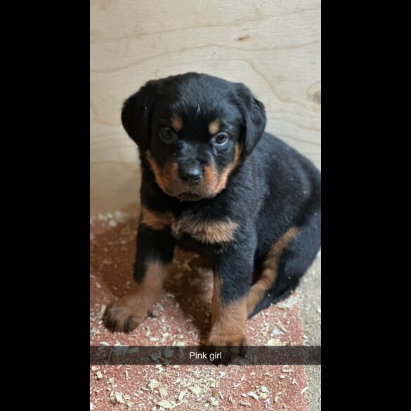 Rottweiler - Both