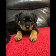 Rottweiler - Dogs
