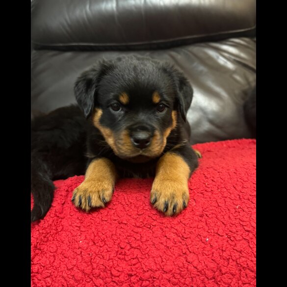 Rottweiler - Dogs