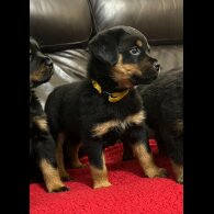 Rottweiler - Dogs