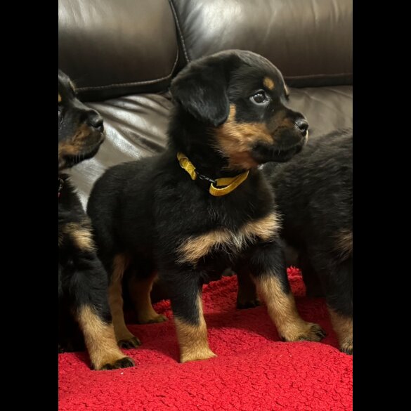 Rottweiler - Dogs