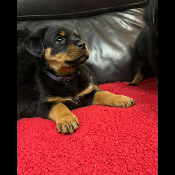 Rottweiler - Dogs