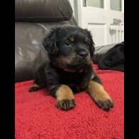 Rottweiler - Dogs