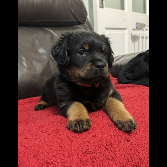 Rottweiler - Dogs