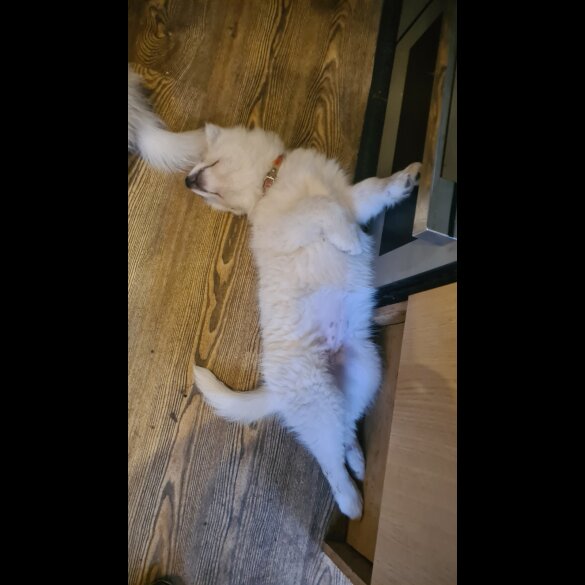 Samoyed - Bitches