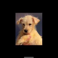 Scottish Terrier - Both