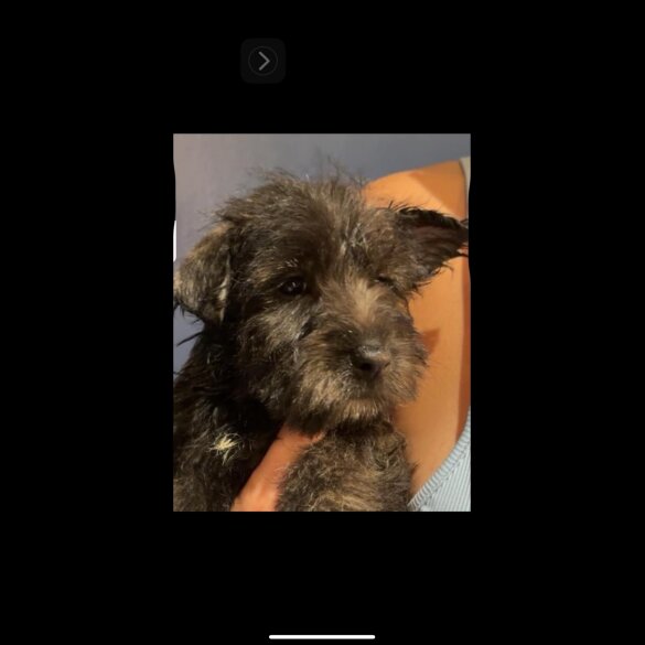 Scottish Terrier - Both