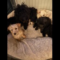 Scottish Terrier - Both