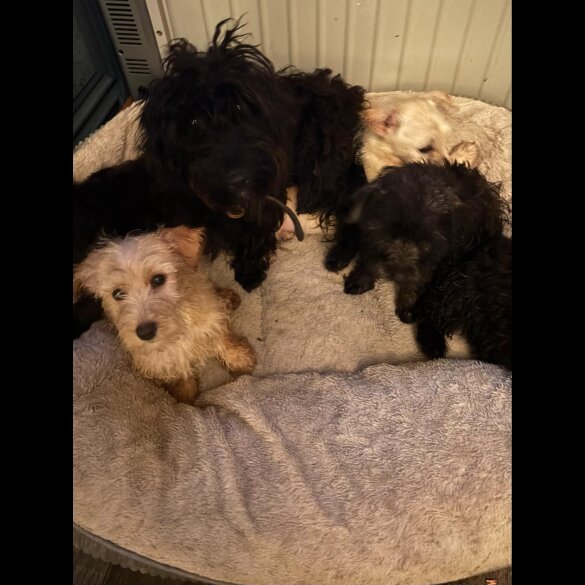 Scottish Terrier - Both